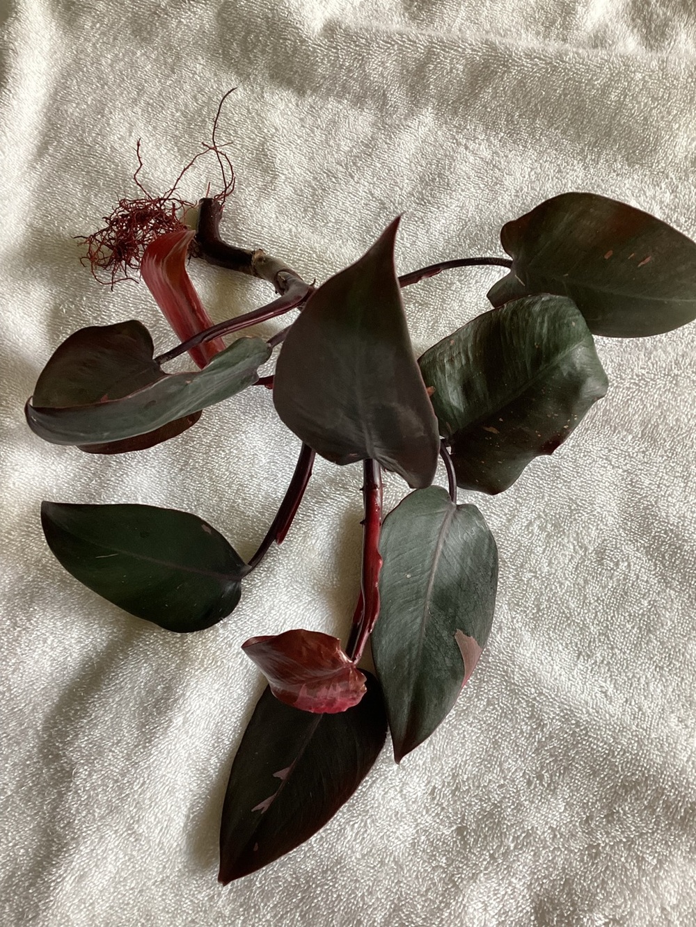 Pink Princess Philodendron